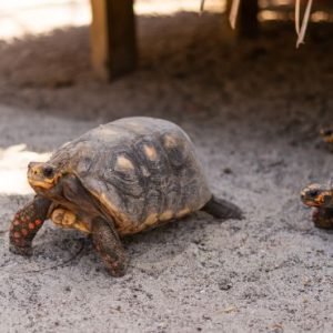 Beach Weddings Abroad Antigua Weddings Turtle Sanctuary